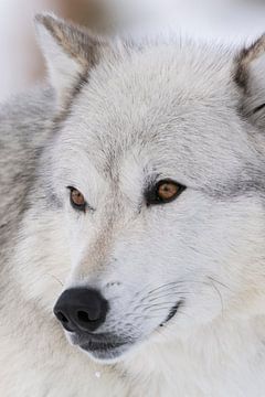 Gray Wolf *Canis lupus*, headshot, close-up sur wunderbare Erde