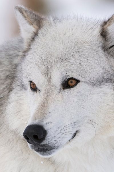Gray Wolf *Canis lupus*, headshot, close-up par wunderbare Erde