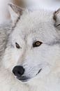 Gray Wolf *Canis lupus*, headshot, close-up par wunderbare Erde Aperçu