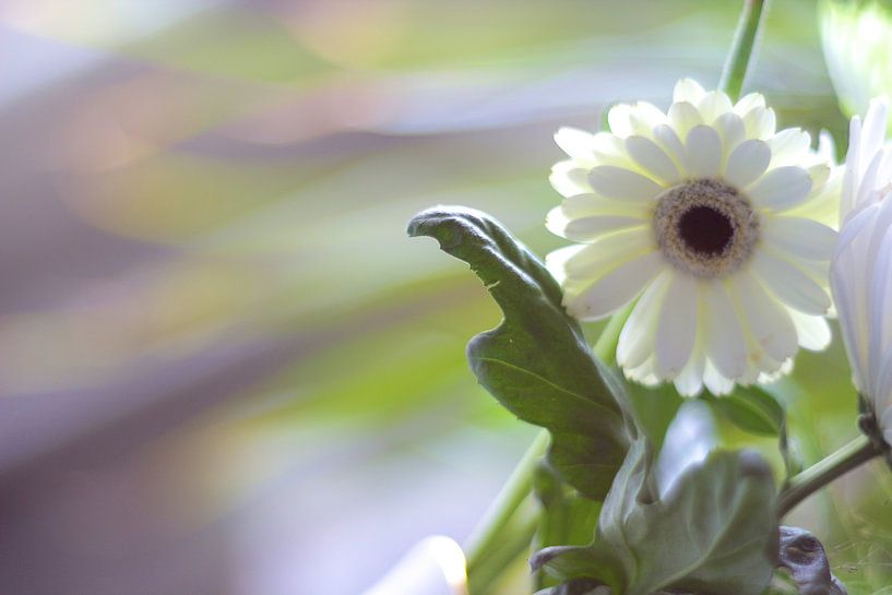 Herbstliche Blumen von Marianna Pobedimova