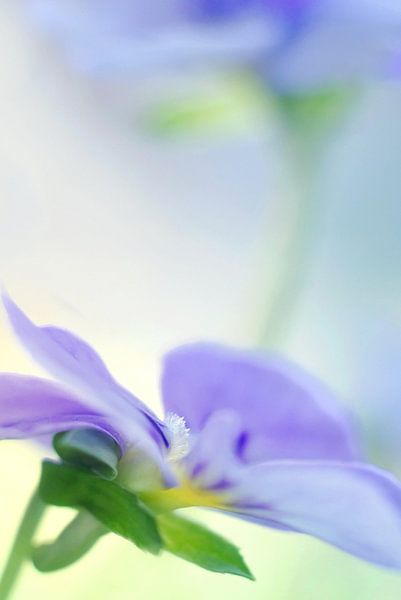 Waldstiefmütterchen von Marlies Prieckaerts