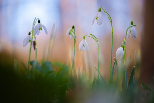Cloches d'hiver