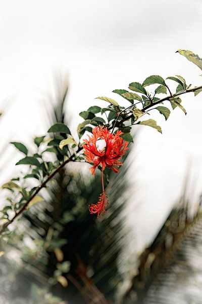 Tropical flower by Joanne Boerema