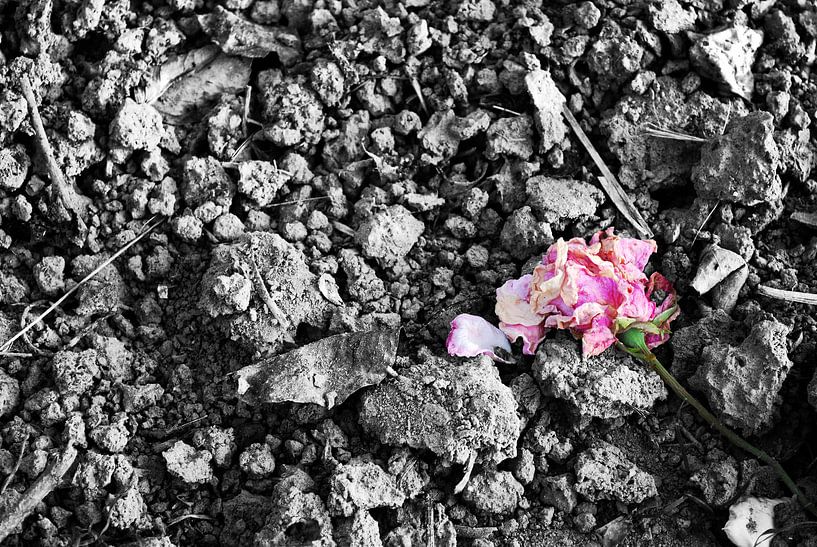 Like a rose.... von Hans Peter Debets