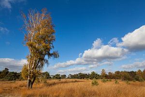 Landschap Maasduinen