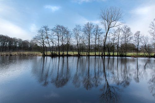 Heidebloemplas op de Veluwe