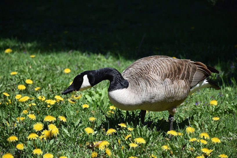 A Canada goose in the park by Claude Laprise