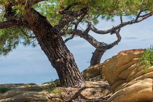 Arbres sur la mer Égée