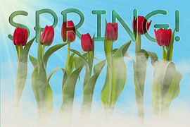 Spring! by Klaartje Majoor