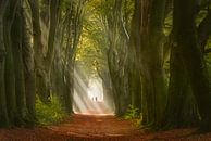 Light Riders by Ellen Borggreve thumbnail