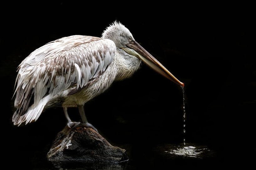 kroeskoppelikaan van Tilly Meijer