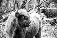 Scottish Highlander, derived