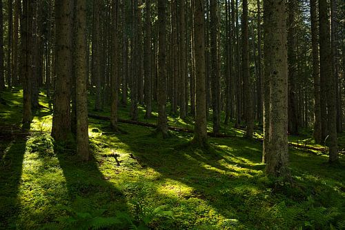Forest near Embach in Salzburger Land