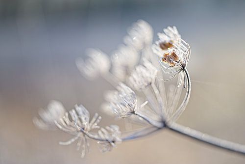 Aiguille à tricoter sur Rob Boon