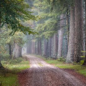 Chemins royaux sur Patrick Rodink