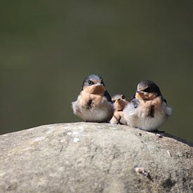 Drei kleine Vögel sitzen auf einem Felsen in Tasmanien, Australien von Lau de Winter