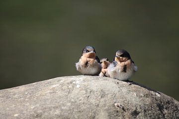 Drie kleine vogels zittend op een rots in Tasmanië, Australië van Lau de Winter