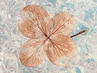 A hydrangea leaf in winter mood