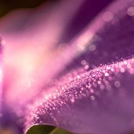Le violet sous les feux de la rampe : Une superbe symphonie de violet sur elma maaskant