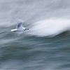 Birds @ the shore by Linda Raaphorst