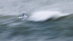 Oiseaux sur le rivage
