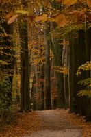 The Path