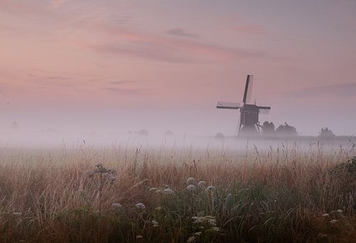 Fog in the polder