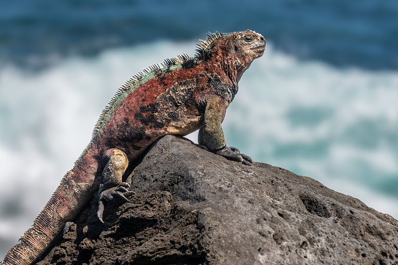 Volwassen Zeeleguaan Galapagos eilanden par Lex van Doorn