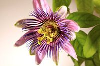 Passion flower