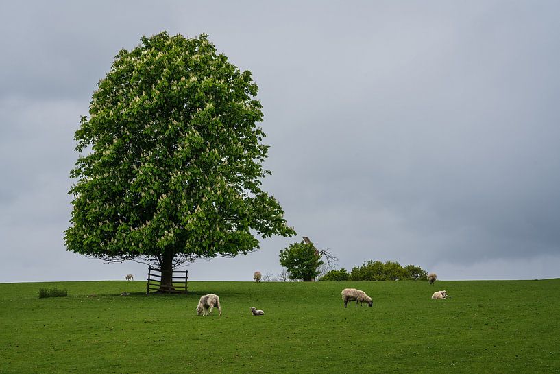 Sheep on a lawn near Lake Windermere by Anges van der Logt