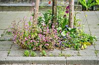 Blumen auf dem Bürgersteig von Frans Blok Miniaturansicht