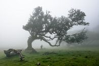 The magical trees from Fanal1 van Eric Hokke thumbnail