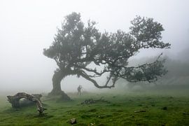 The magical trees from Fanal1
