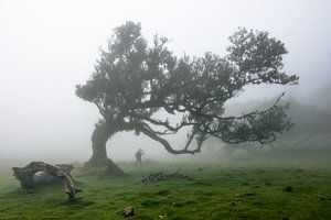 The magical trees from Fanal1 van Eric Hokke