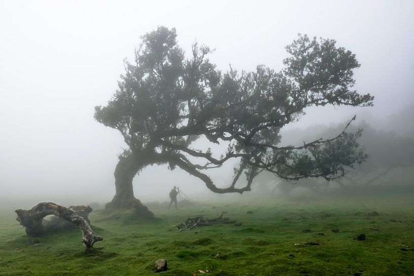 Die magischen Bäume von Fanal1 von Eric Hokke
