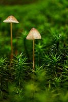 Mushrooms