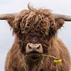 Schottischer Highlander mit Löwenzahn von Ans Bastiaanssen