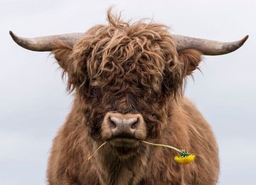 Schotse Hooglander met paardenbloem van Ans Bastiaanssen