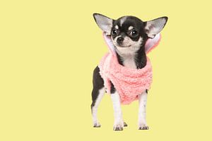 Chihuahua puppy