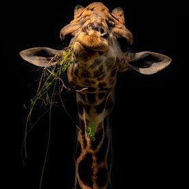 Sarcastische Giraffe staart in jouw ziel. Sereen en rustig dierenportret van Dorus Marchal