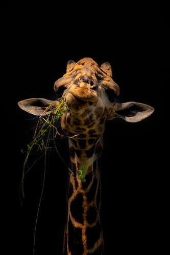 Sarcastische Giraffe staart in jouw ziel. Sereen en rustig dierenportret van Dorus Marchal