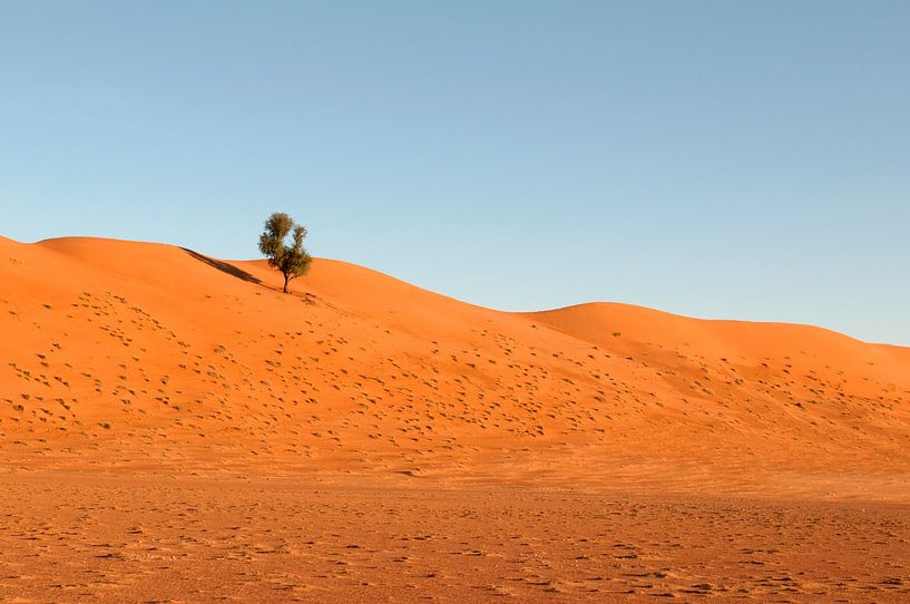 Arbre dans le désert par Margot van den Berg