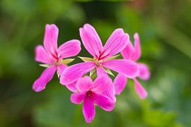 Pink Flower Explosion by Charlene van Koesveld