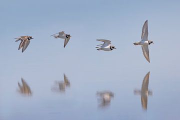 Spotted Plover; Common Ringed Plover; Charadrius hiaticula by Marcel de Bruin