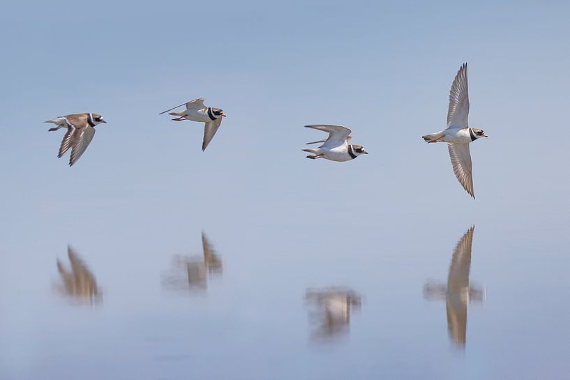 Spotted Plover; Common Ringed Plover; Charadrius hiaticula by Marcel de Bruin