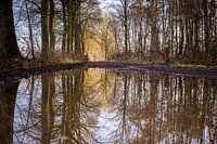Reflecties in een regenplas