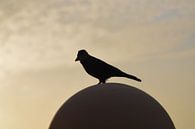 Silhouette eines Vogels van Heiko Obermair thumbnail