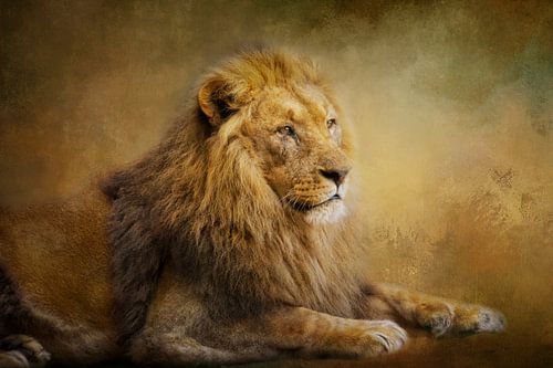 Prachtige leeuw