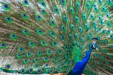 Peacock with all its colourful feathers visible by Wout Kok