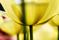 Flower Power 8